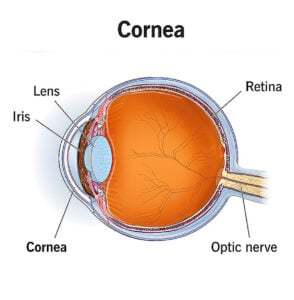 vision correction for thin corneas at southwest eye institute, cornea diagram